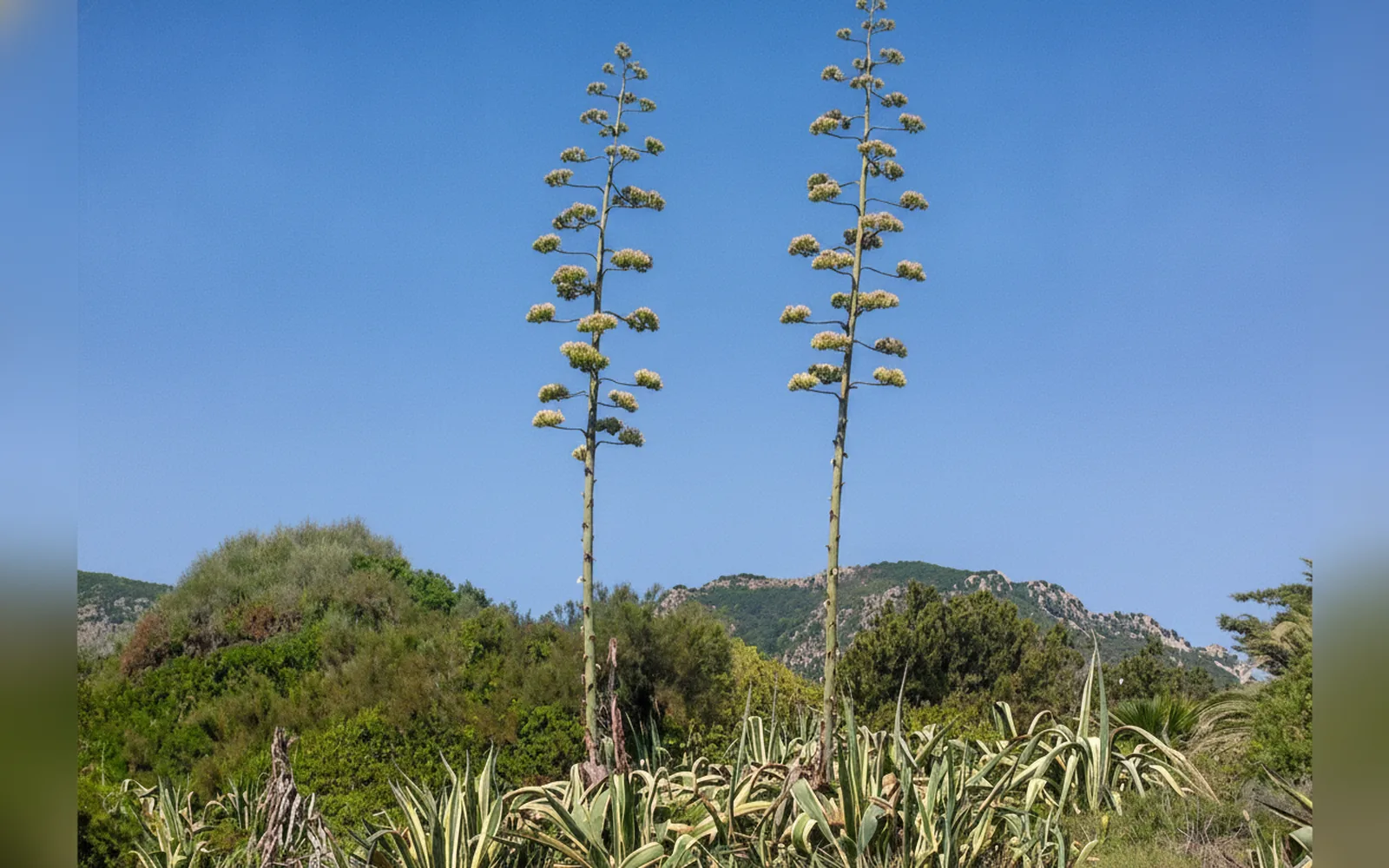 Esterni di Villa ROSA Tertenia, Tertenia (Sardegna) (foto 71)